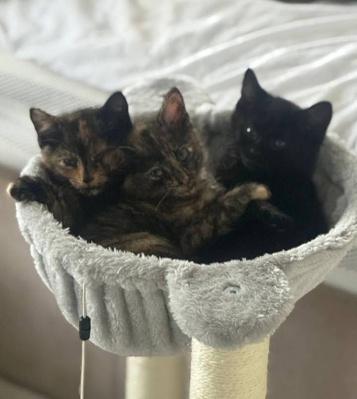 We currently have 4…