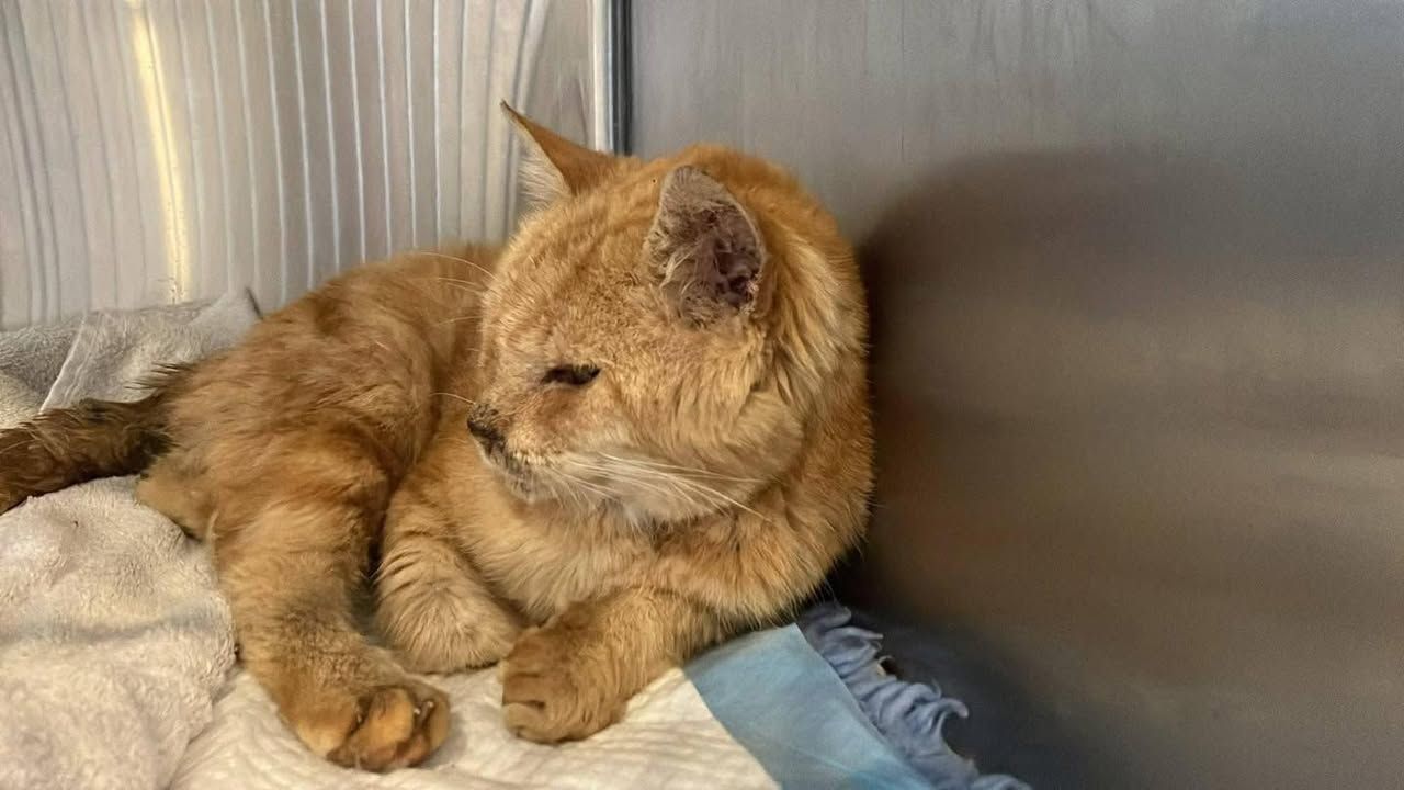 🚨 URGENT – THIS BO…