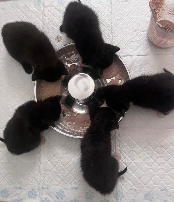 These five little b…