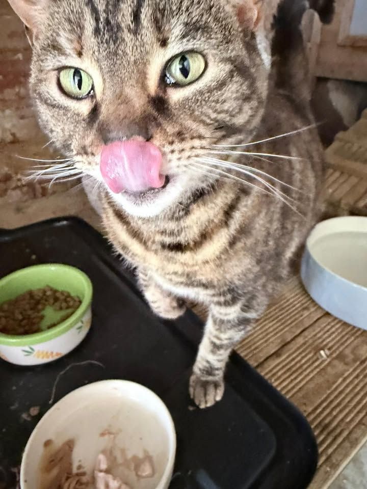 Bibi is a beautiful…