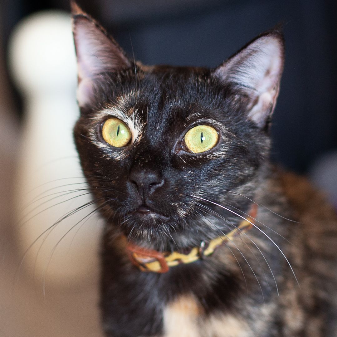 Fifi