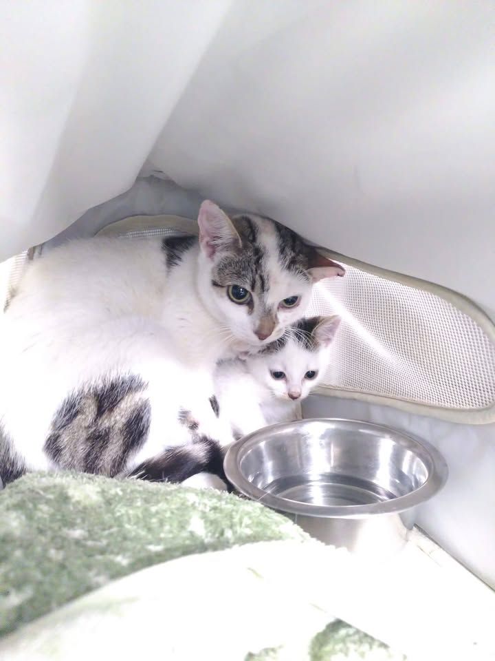 Evie and Evan are n…