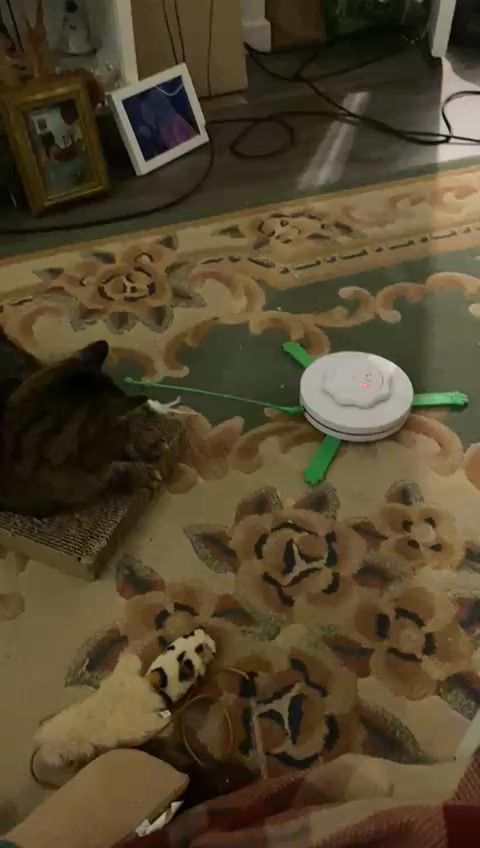 Despite Willows hea…