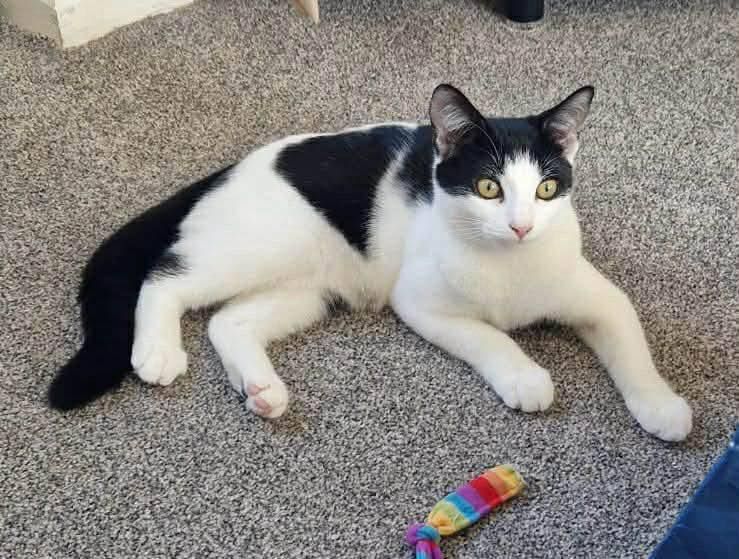 ***Now Rehomed "***…