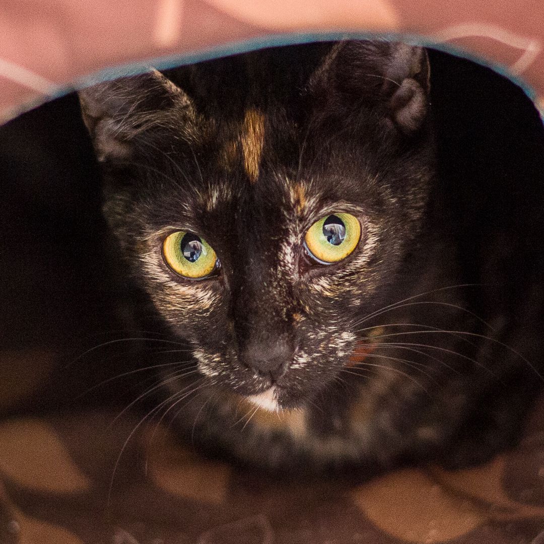 Kiki