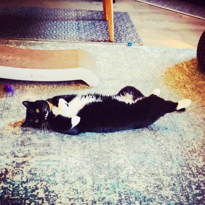 Jasper is being  re…