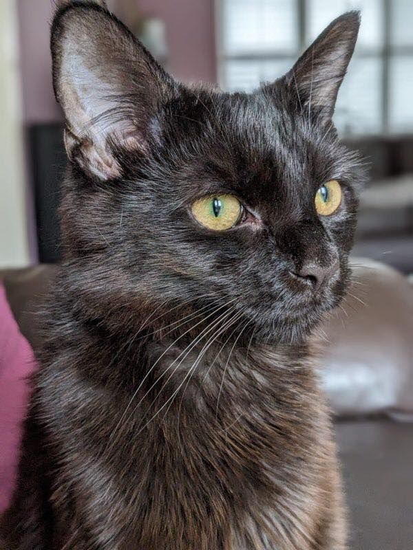 Leo