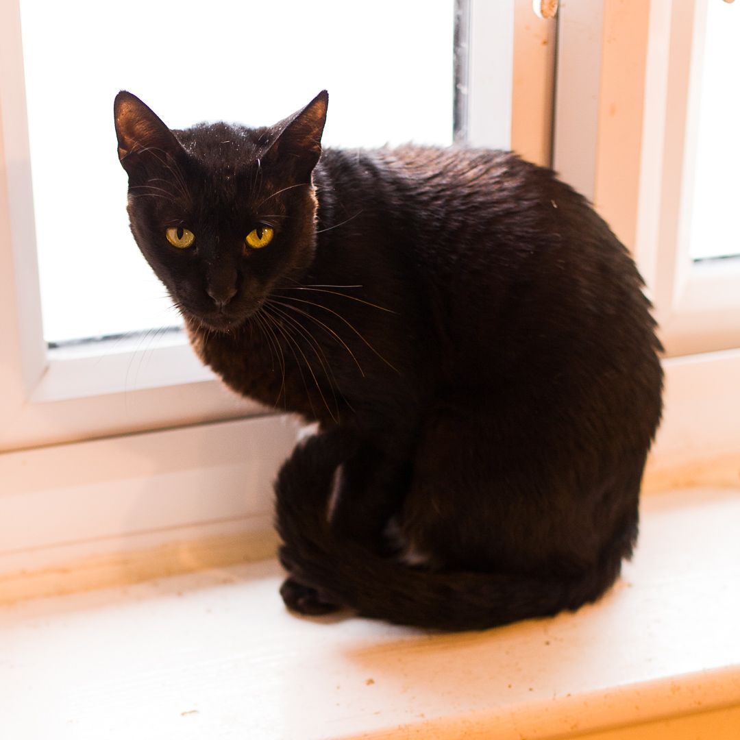 Onyx