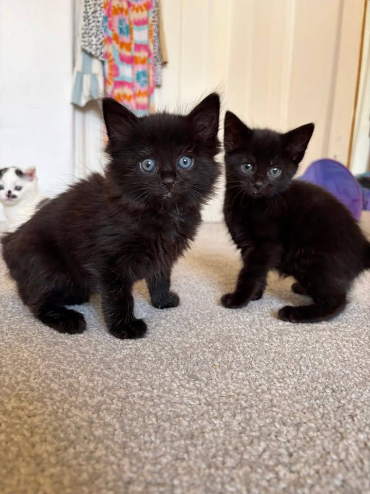 These 2 little budd…