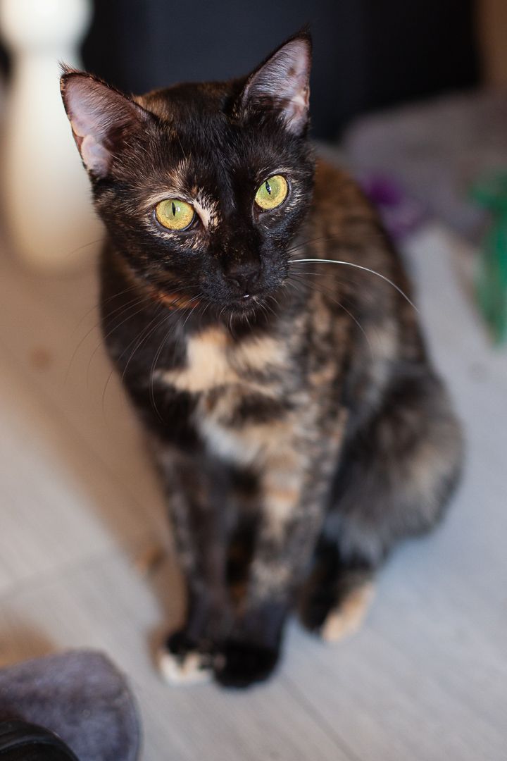 Fifi