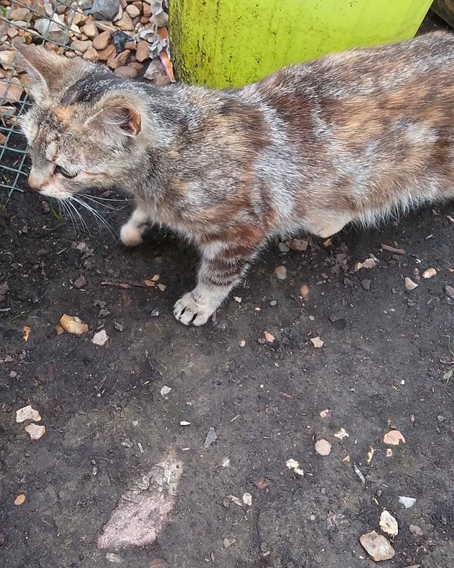URGENT: Feral/Barn…