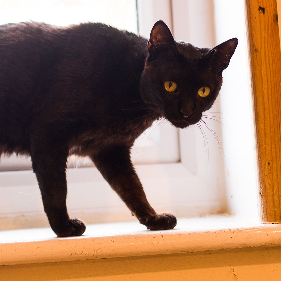 Onyx