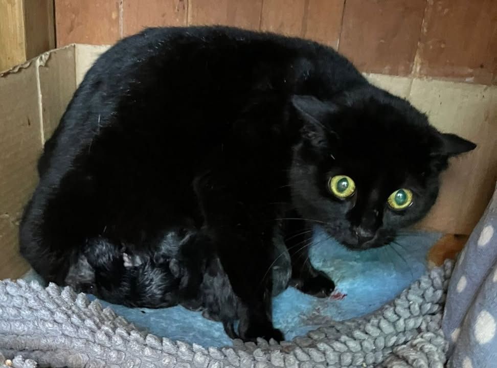 Our poor feral mumm…