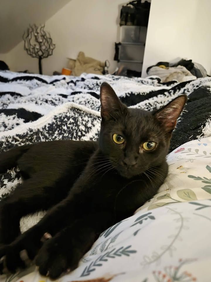 Beautiful Luna has…