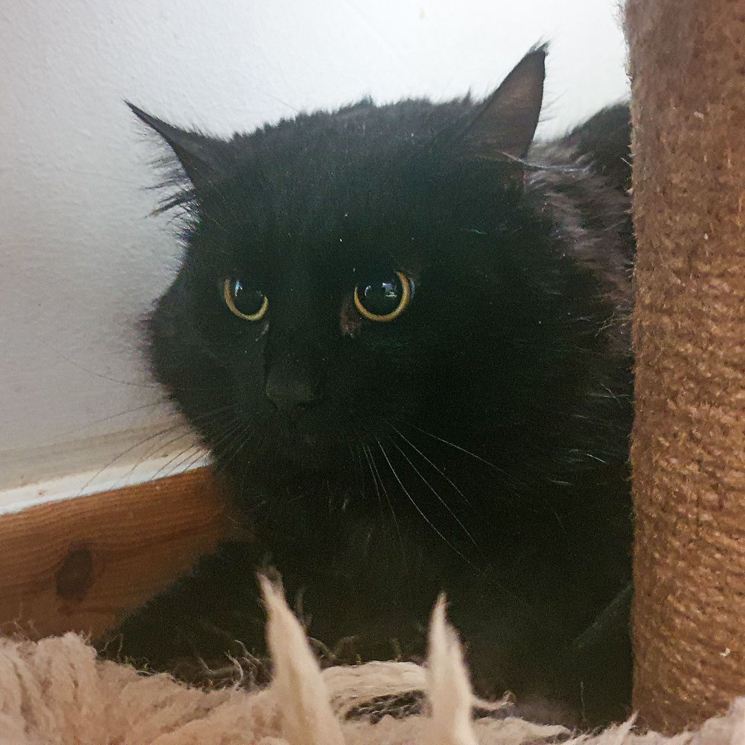 Toothless