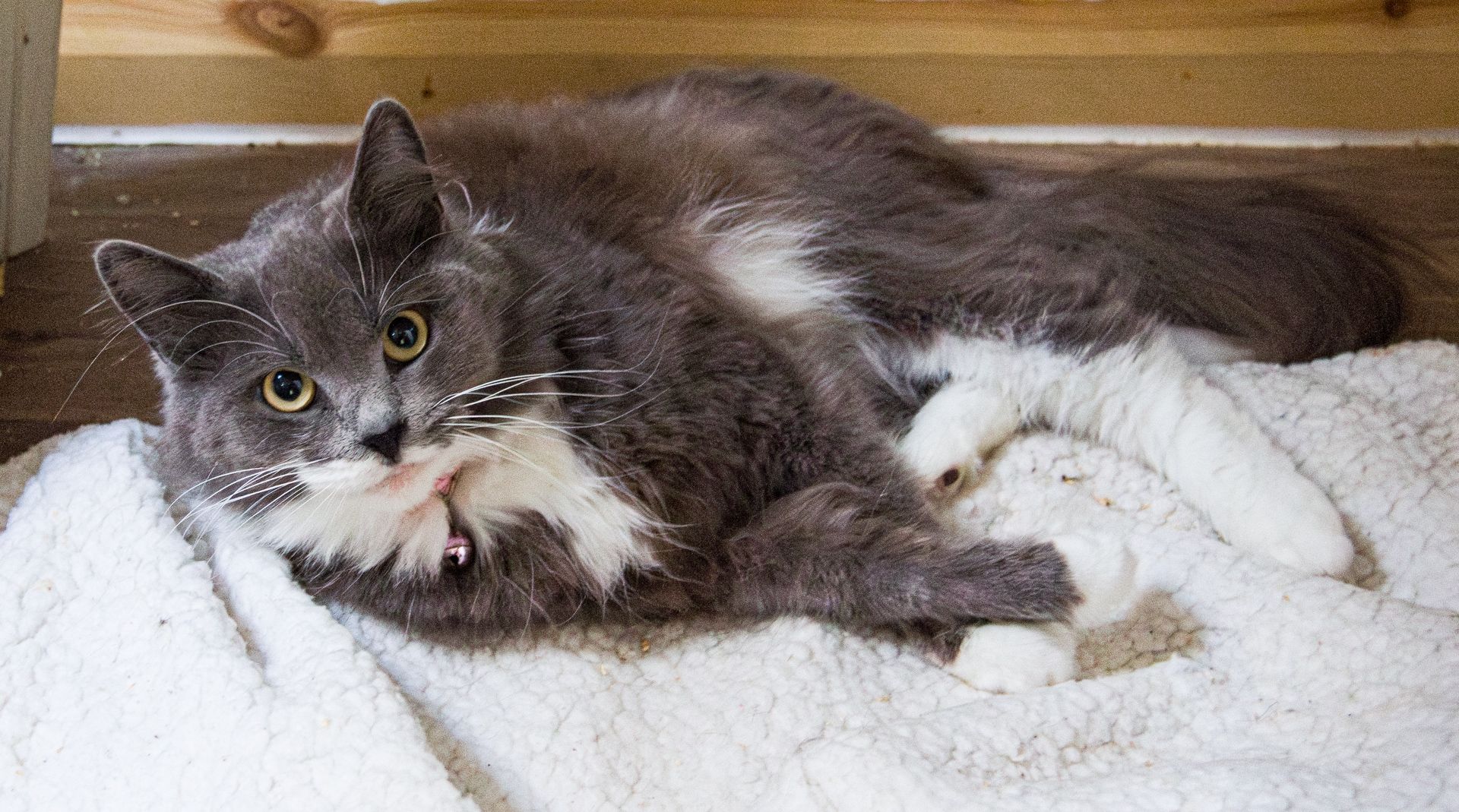 Luna