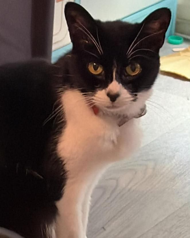 **Meet Netty ❤️**…