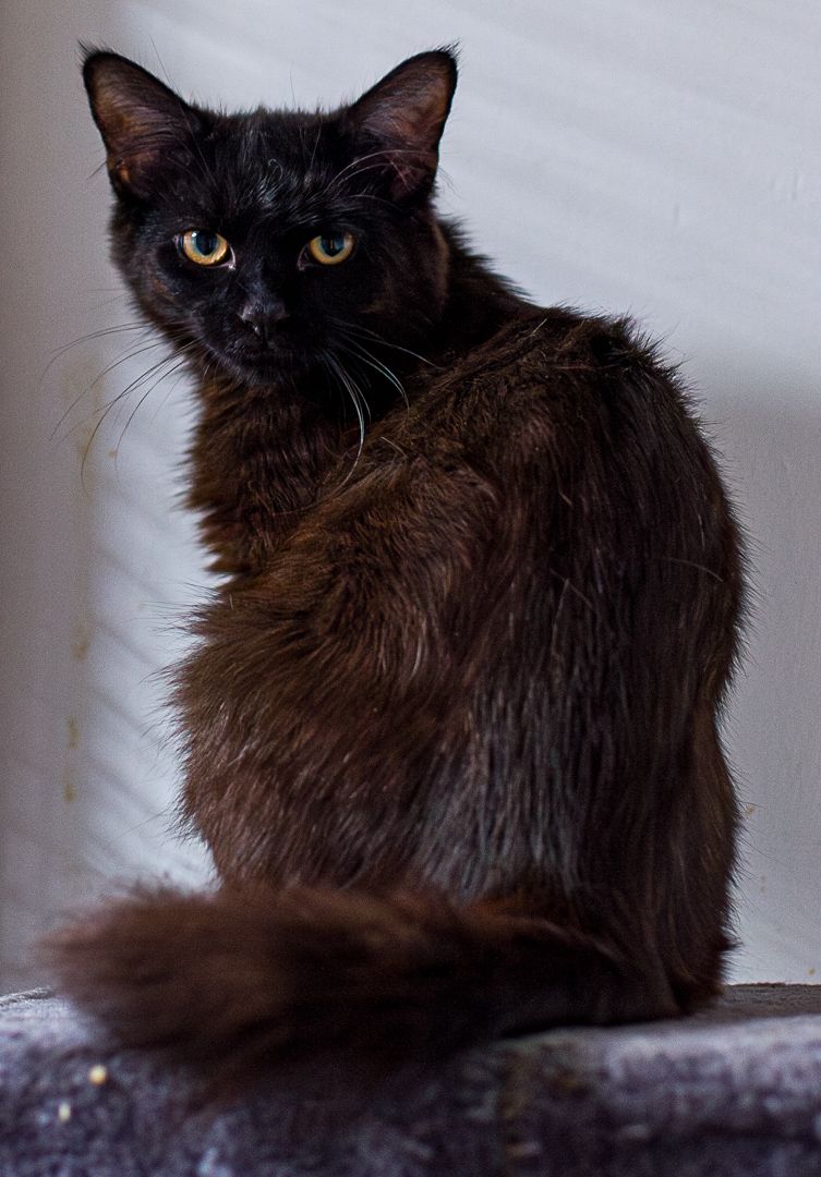 Leo