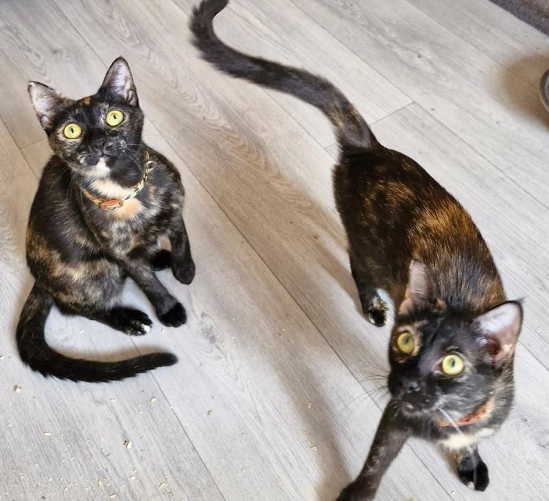 Kiki