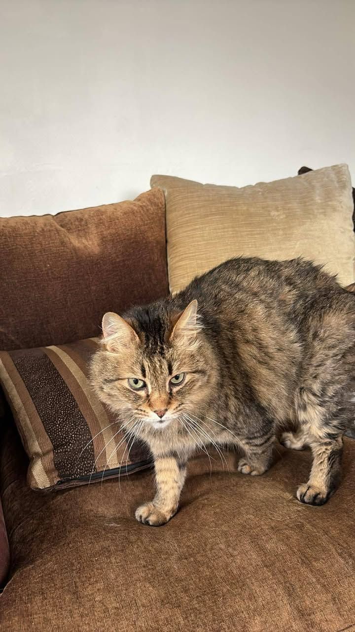 ****New owner visit…