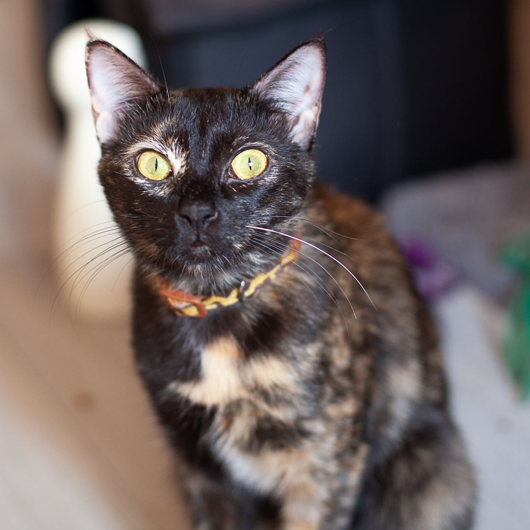 Fifi