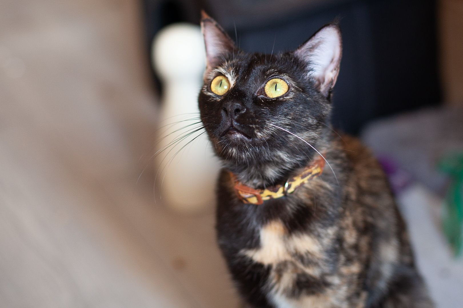 Fifi
