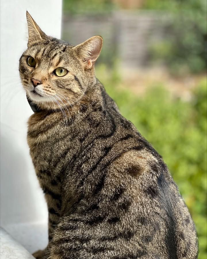 Murre and Miau are…
