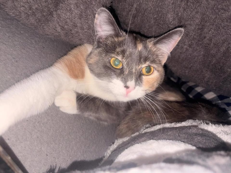 🐾 Baby Bear & Twix…