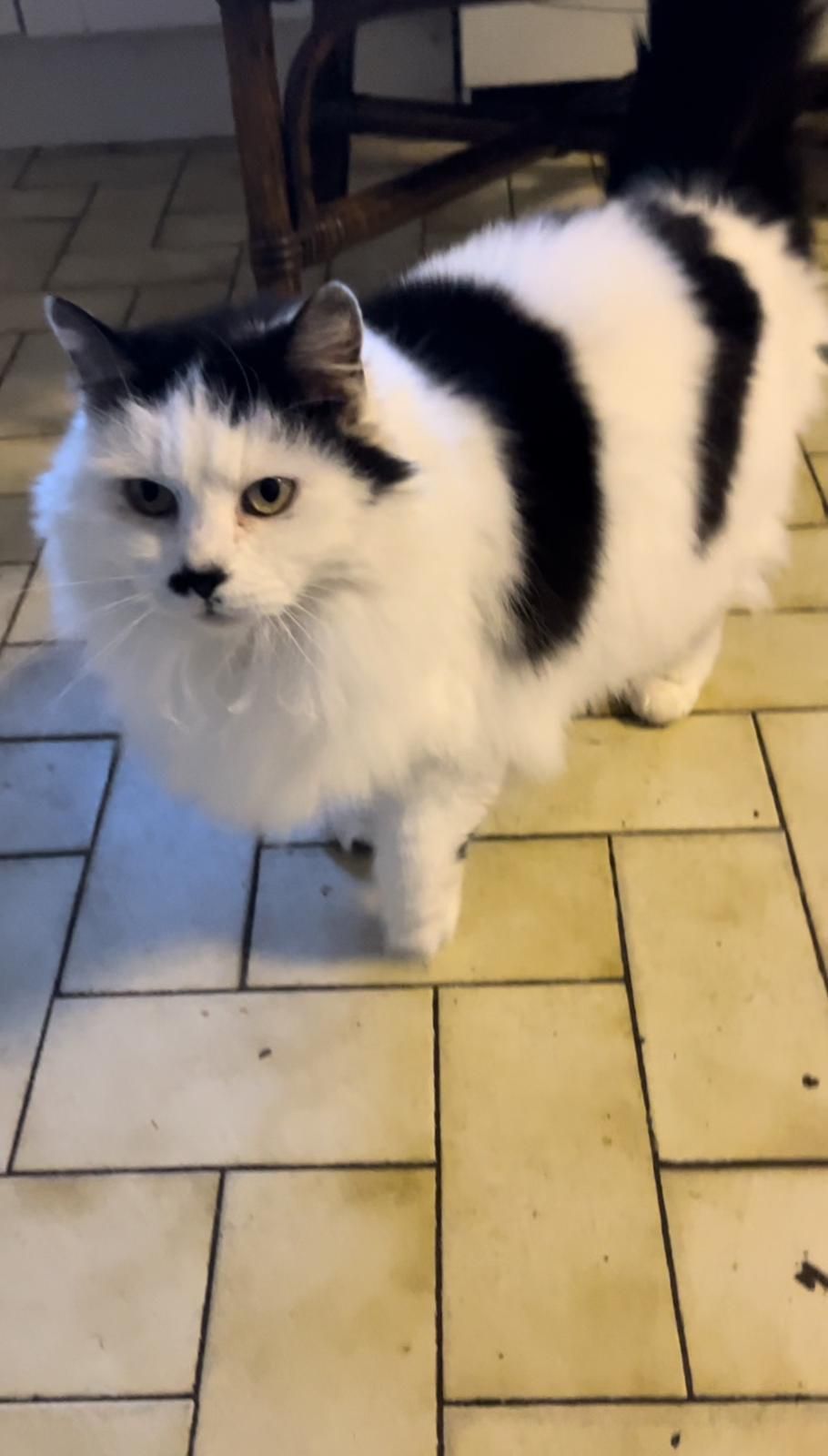 Toto