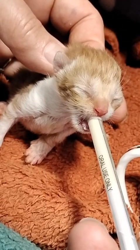 This little ninja i…