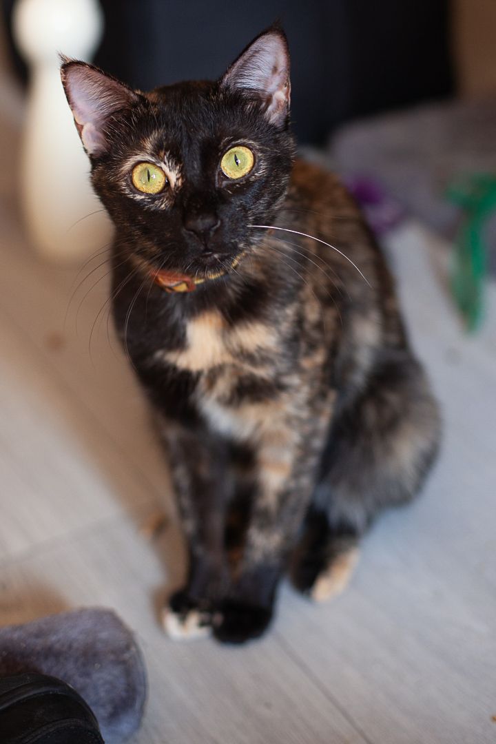 Fifi
