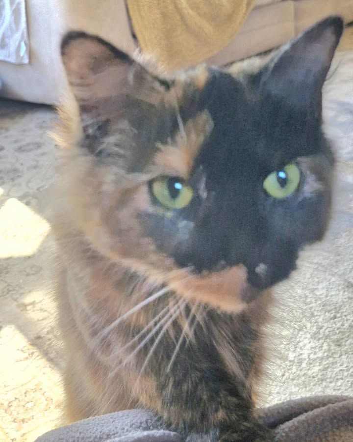 🐾 Lilo & Stitch ar…