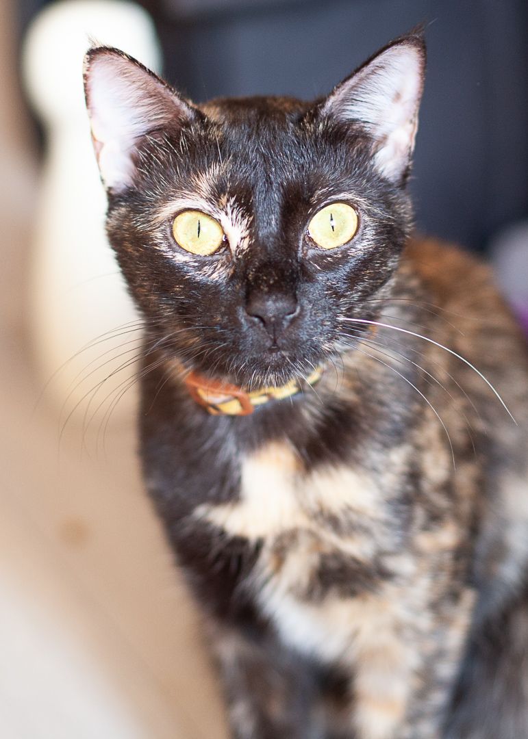 Fifi