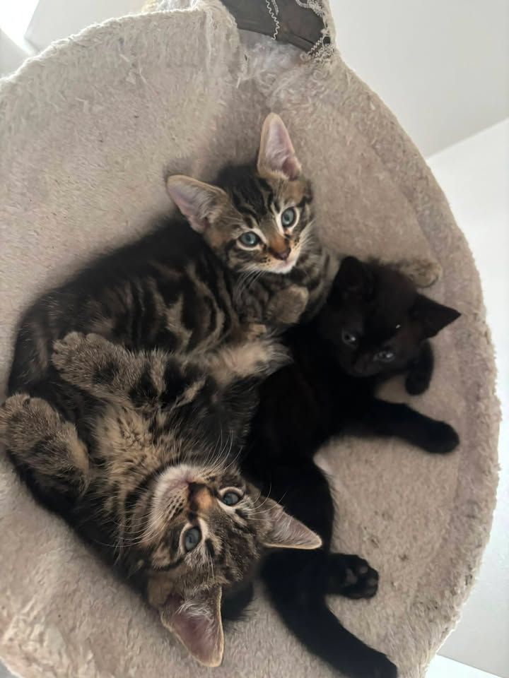More kittens lookin…