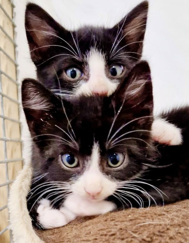Bluebell and Bluebo…