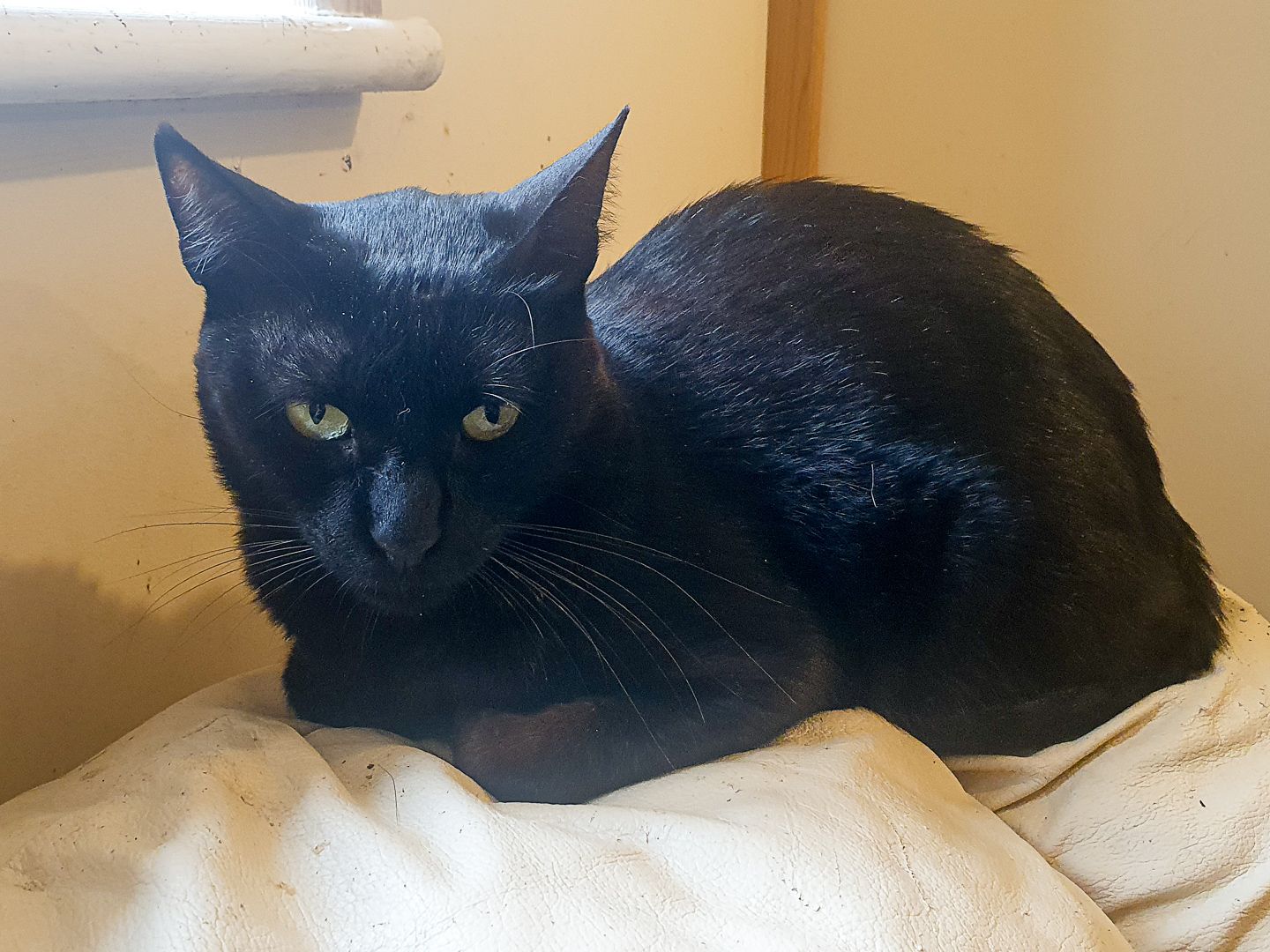 Onyx