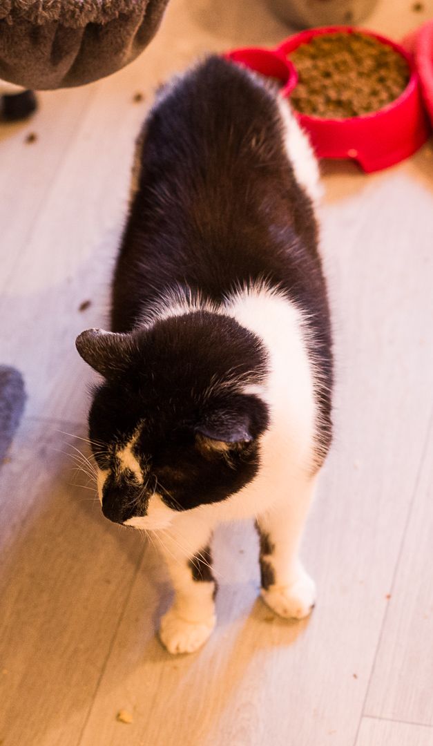 Felix