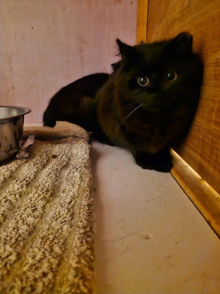 5 Black Floofy kitt…