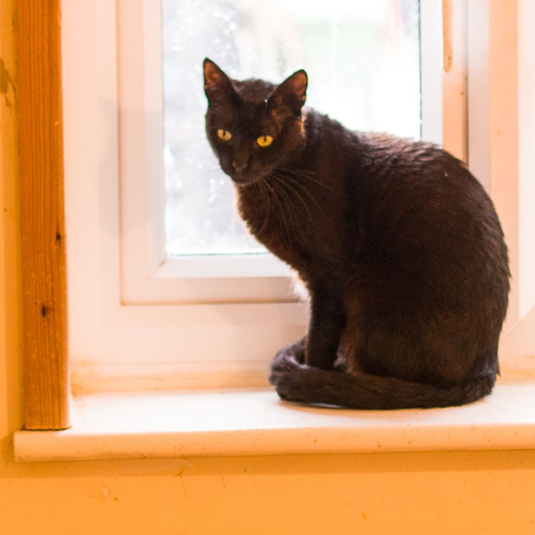 Onyx