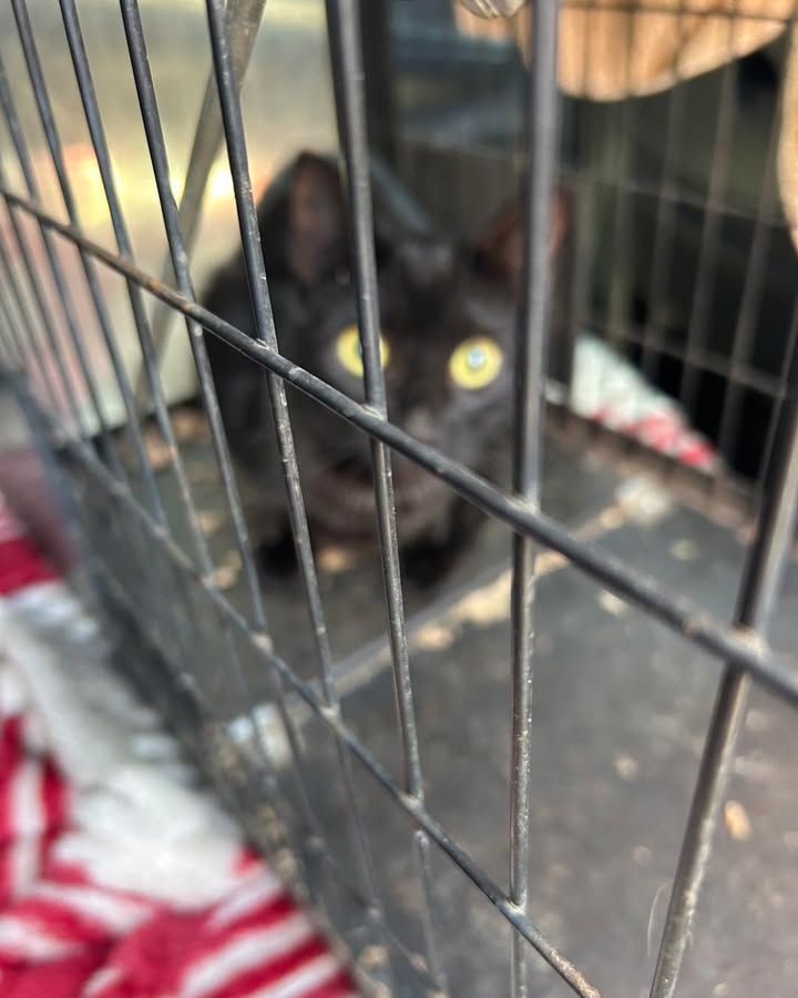 Meet **Wispa**. 🤍…