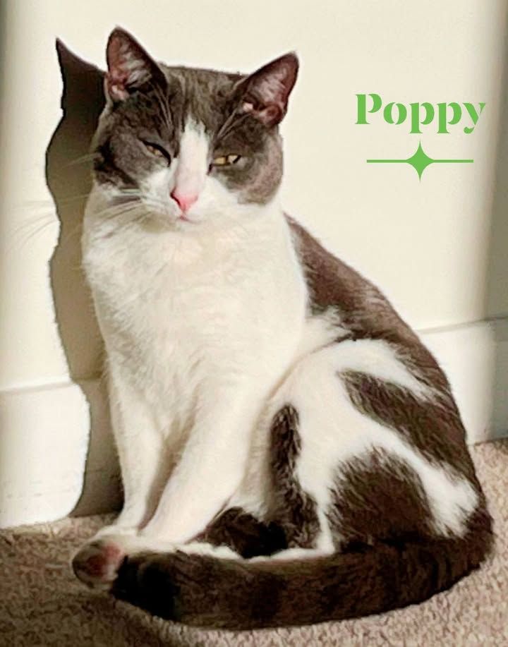 Poppy and Pebbles a…