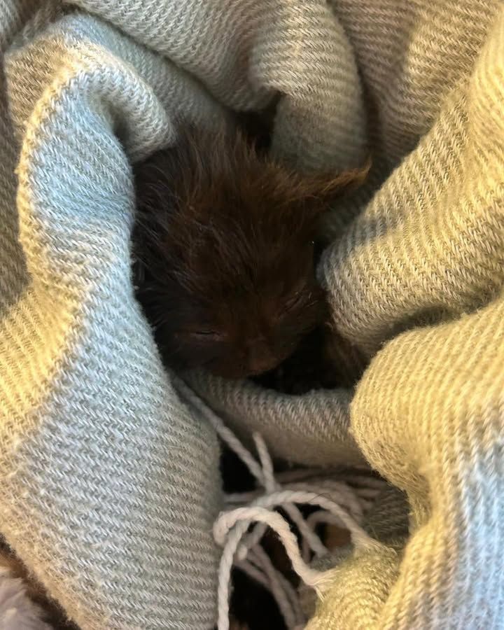 Three week old Hope…