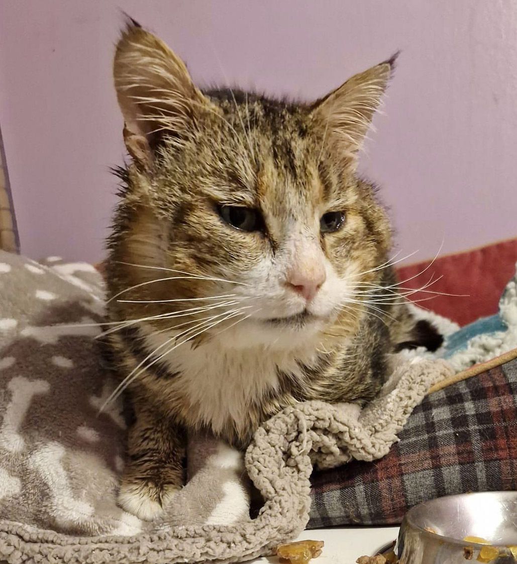 Garfield