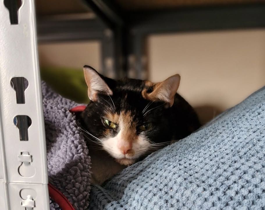 ***Now Rehomed***…