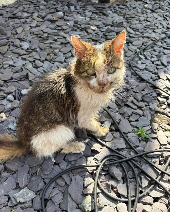 *Update - Owner fou…