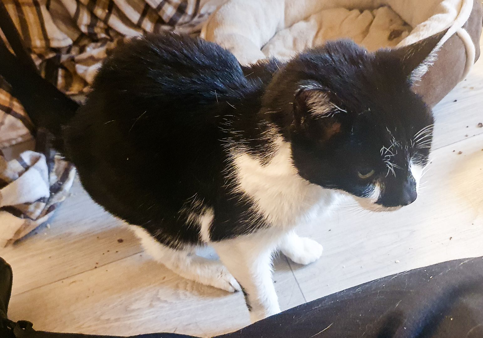 Felix