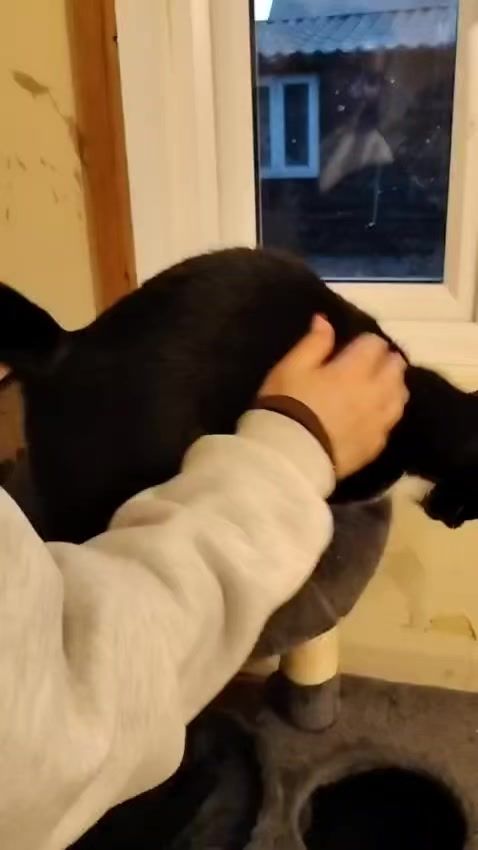 Meet Piper 🐾💔

Pi…