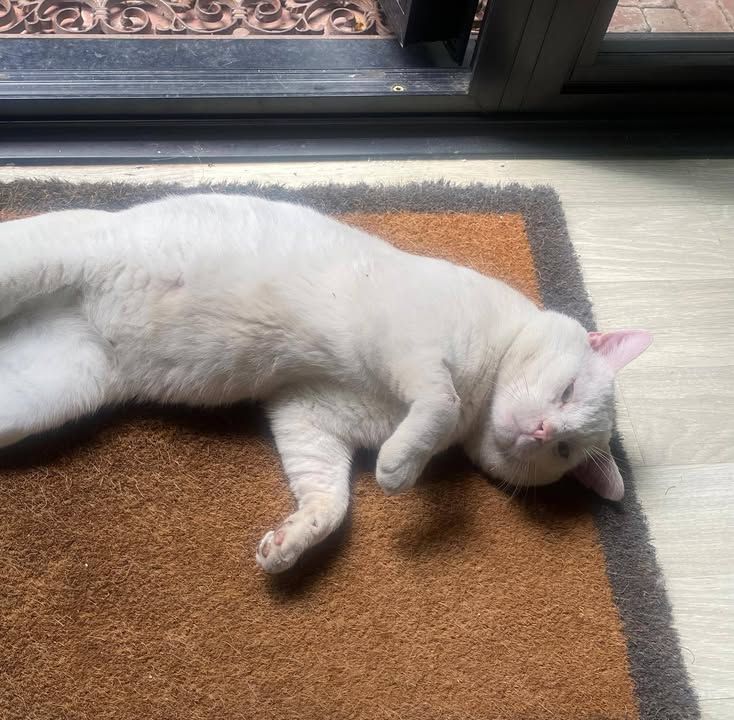 💔 Rescue Appeal –…