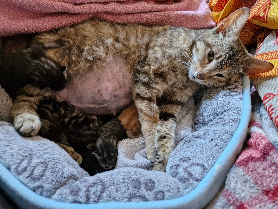 Poor mum cat is doi…